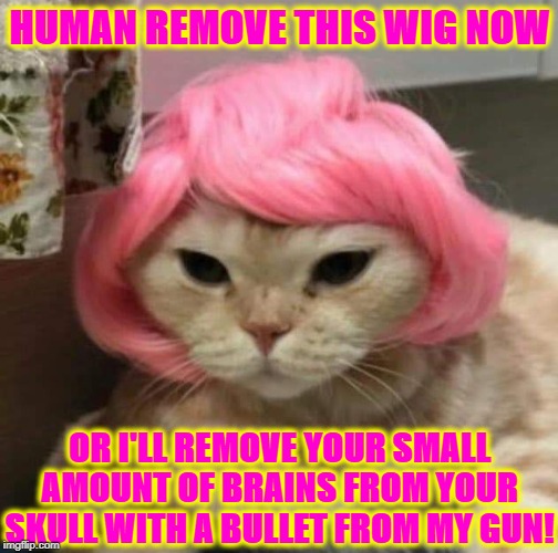 REMOVE THIS | HUMAN REMOVE THIS WIG NOW; OR I'LL REMOVE YOUR SMALL AMOUNT OF BRAINS FROM YOUR SKULL WITH A BULLET FROM MY GUN! | image tagged in remove this | made w/ Imgflip meme maker