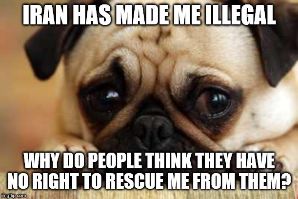 Sad Dogs all over Iran | IRAN HAS MADE ME ILLEGAL; WHY DO PEOPLE THINK THEY HAVE NO RIGHT TO RESCUE ME FROM THEM? | image tagged in sad dog,iran,screw islamic radicals,political correctness,isolationism | made w/ Imgflip meme maker