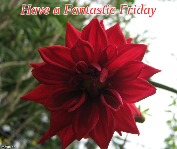 Have a Fantastic Friday | Have a Fantastic Friday | image tagged in memes,friday,good morning,good morning flowers,flowers | made w/ Imgflip meme maker