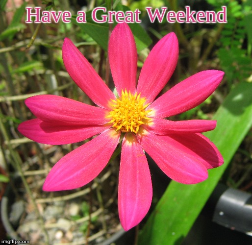 Have a Great Weekend | Have a Great Weekend | image tagged in memes,flowers,have a great weekend | made w/ Imgflip meme maker