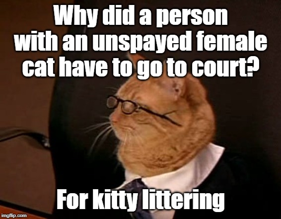 an unspayed female cat | Why did a person with an unspayed female cat have to go to court? For kitty littering | image tagged in cat | made w/ Imgflip meme maker