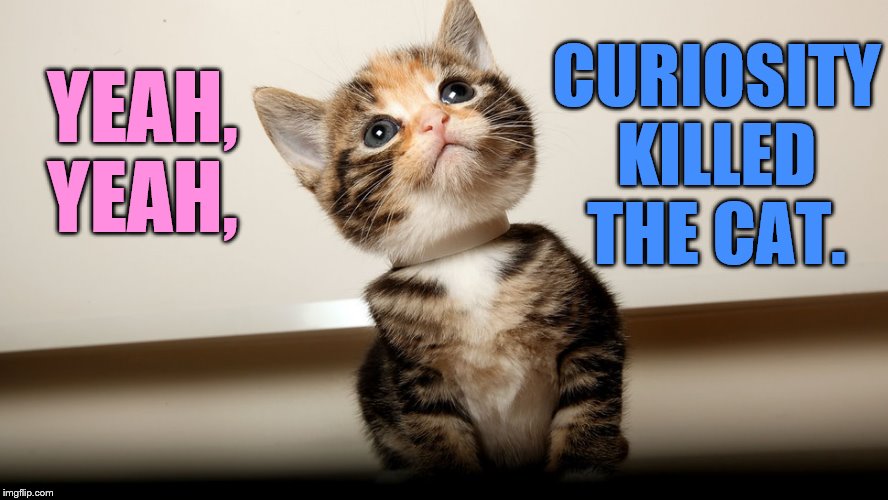CURIOSITY KILLED THE CAT. YEAH, YEAH, | made w/ Imgflip meme maker