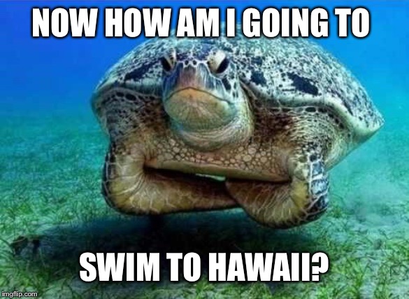 Disappointed sea turtle | NOW HOW AM I GOING TO SWIM TO HAWAII? | image tagged in disappointed sea turtle | made w/ Imgflip meme maker