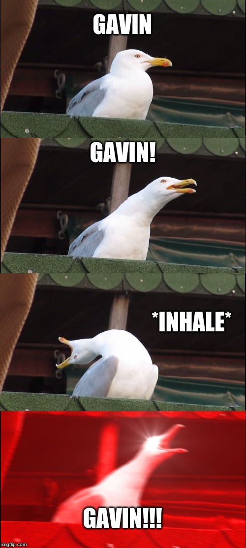 Inhaling Seagull |  GAVIN; GAVIN! *INHALE*; GAVIN!!! | image tagged in memes,inhaling seagull | made w/ Imgflip meme maker