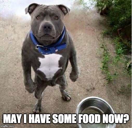 Hungry Dog | MAY I HAVE SOME FOOD NOW? | image tagged in hungry dog | made w/ Imgflip meme maker