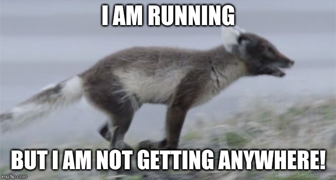 Every fox is hustling | I AM RUNNING; BUT I AM NOT GETTING ANYWHERE! | image tagged in a fox running | made w/ Imgflip meme maker