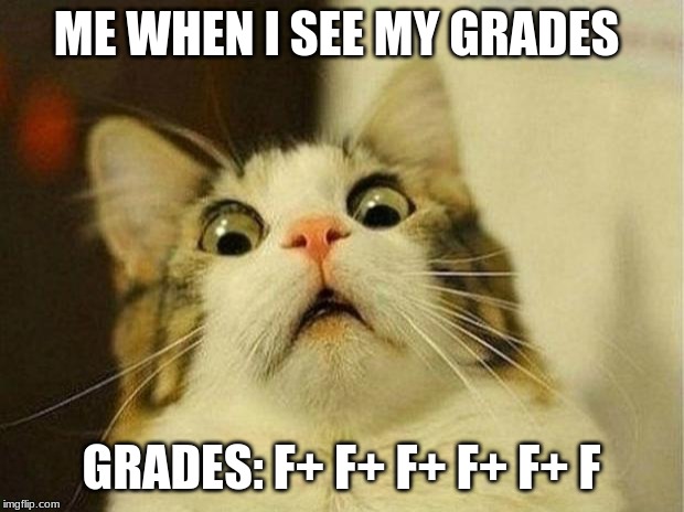 Scared Cat Meme | ME WHEN I SEE MY GRADES; GRADES: F+ F+ F+ F+ F+ F | image tagged in memes,scared cat | made w/ Imgflip meme maker