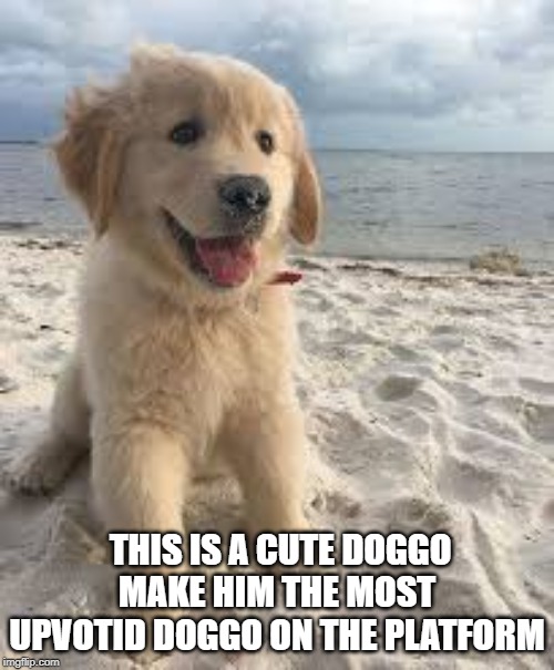 cute doggo | THIS IS A CUTE DOGGO MAKE HIM THE MOST UPVOTID DOGGO ON THE PLATFORM | image tagged in cute,dog,doggo | made w/ Imgflip meme maker