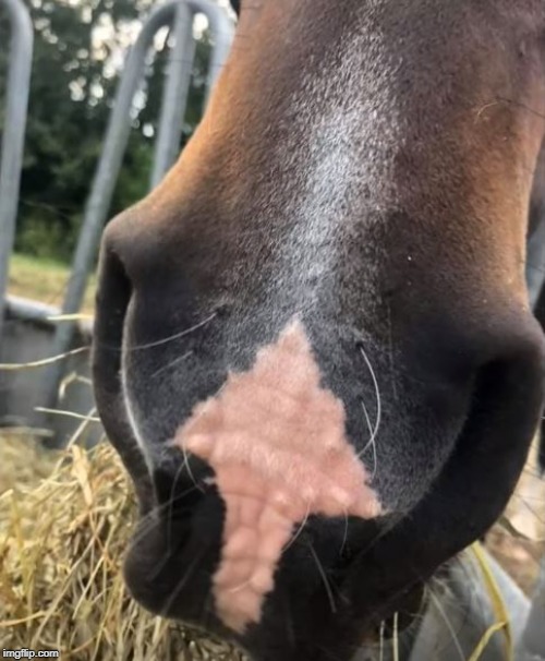 upvote this horse - oh, you already have | image tagged in horse,upvote | made w/ Imgflip meme maker