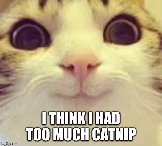 Image tagged in funny cat memes,cats,funny cats,smiling cat - Imgflip