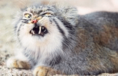 Derpy cat | image tagged in gifs,cats | made w/ Imgflip images-to-gif maker