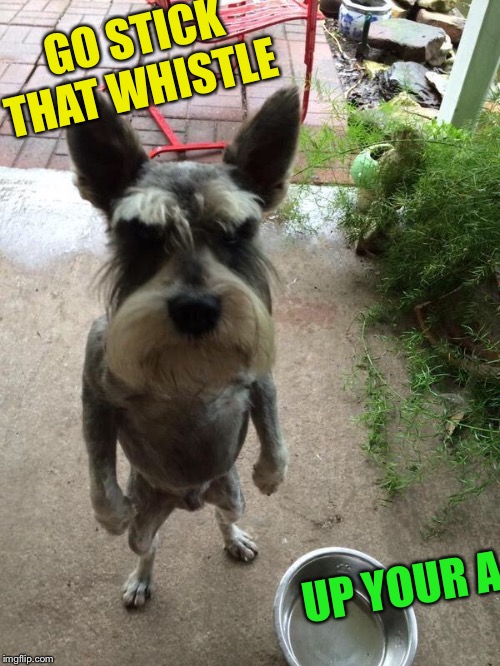 Angry dog | GO STICK THAT WHISTLE UP YOUR A | image tagged in angry dog | made w/ Imgflip meme maker