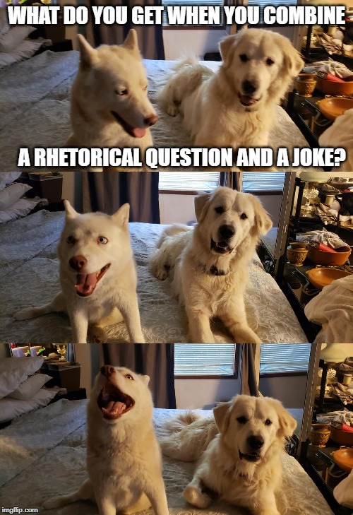 WHAT DO YOU GET WHEN YOU COMBINE; A RHETORICAL QUESTION AND A JOKE? | image tagged in bad pun dogs | made w/ Imgflip meme maker