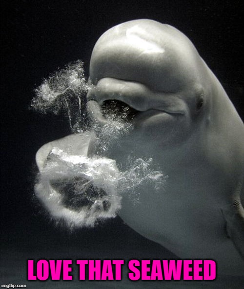 LOVE THAT SEAWEED | made w/ Imgflip meme maker