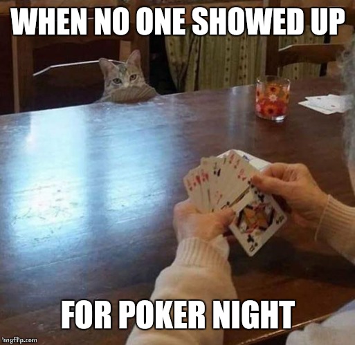 HIT ME LADY | WHEN NO ONE SHOWED UP; FOR POKER NIGHT | image tagged in cats,poker | made w/ Imgflip meme maker