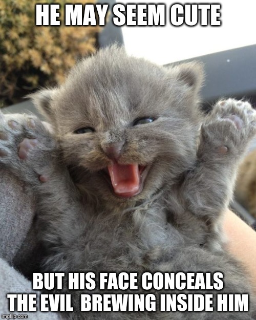 Yay Kitty | HE MAY SEEM CUTE; BUT HIS FACE CONCEALS THE EVIL  BREWING INSIDE HIM | image tagged in yay kitty | made w/ Imgflip meme maker