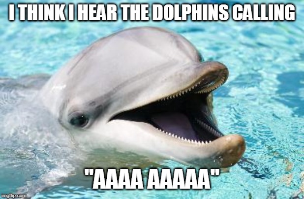 Dumb Joke Dolphin | I THINK I HEAR THE DOLPHINS CALLING; "AAAA AAAAA" | image tagged in dumb joke dolphin | made w/ Imgflip meme maker