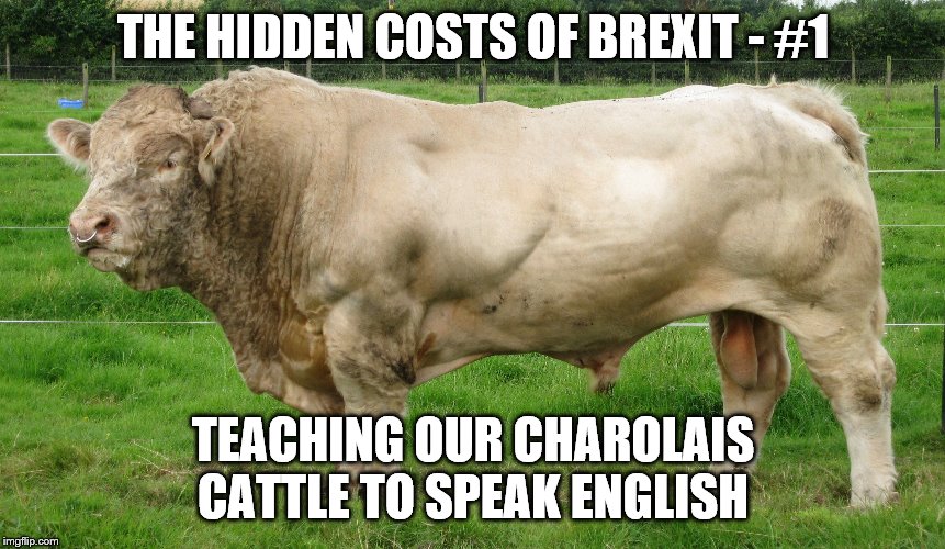 THE HIDDEN COSTS OF BREXIT - #1; TEACHING OUR CHAROLAIS CATTLE TO SPEAK ENGLISH | image tagged in brexit | made w/ Imgflip meme maker