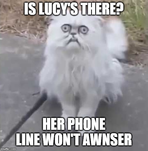 IS LUCY'S THERE? HER PHONE LINE WON'T AWNSER | image tagged in weird cat | made w/ Imgflip meme maker