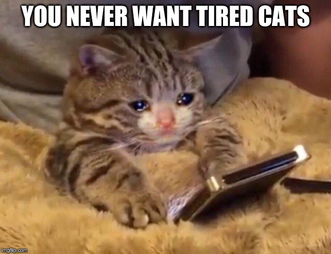 kitty | YOU NEVER WANT TIRED CATS | image tagged in cats,tired | made w/ Imgflip meme maker