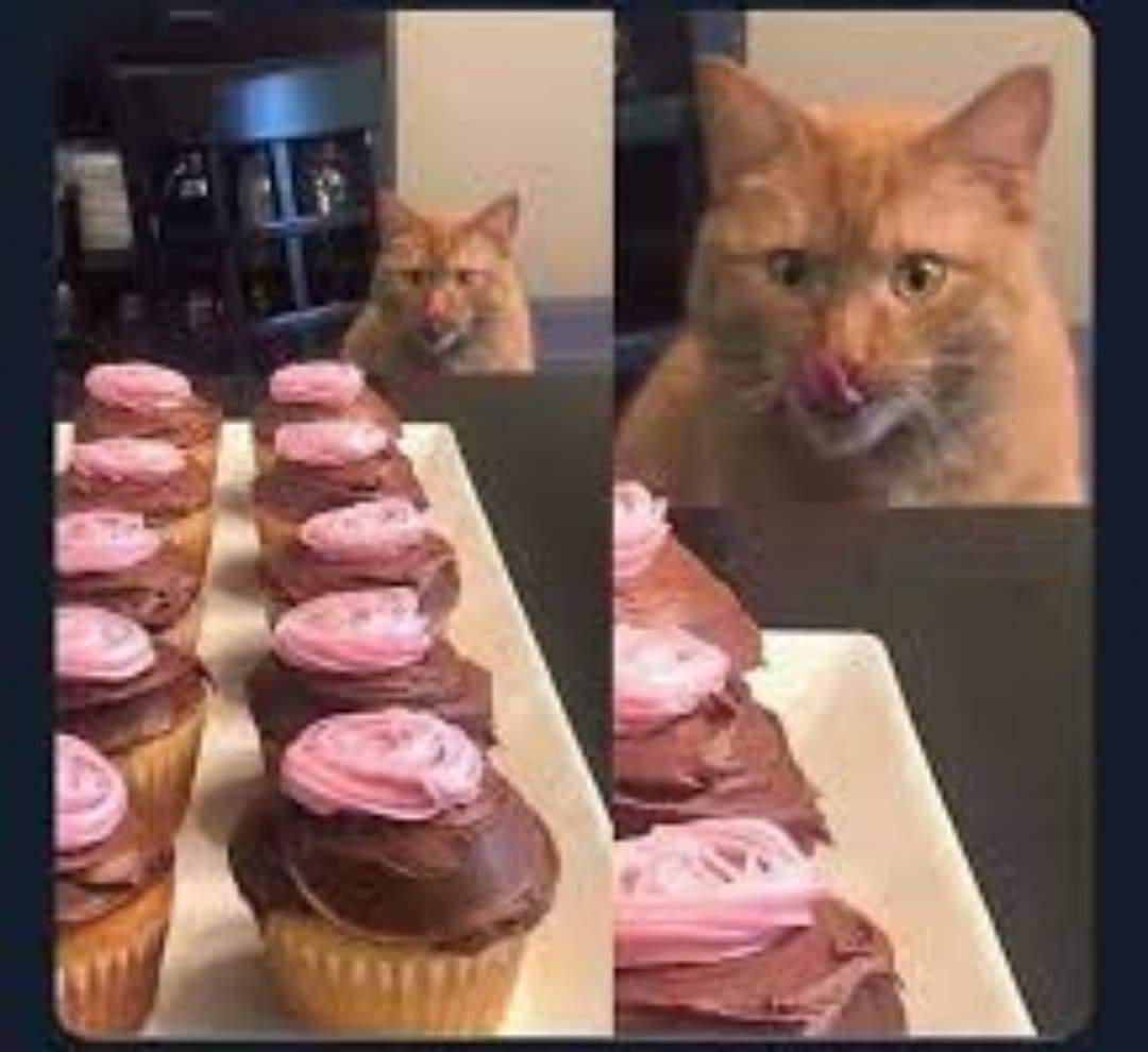 High Quality Cupcake cat Blank Meme Template