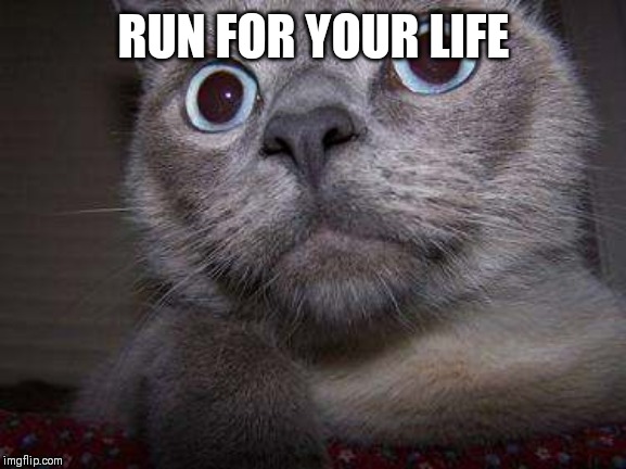 Freaky eye cat | RUN FOR YOUR LIFE | image tagged in freaky eye cat | made w/ Imgflip meme maker