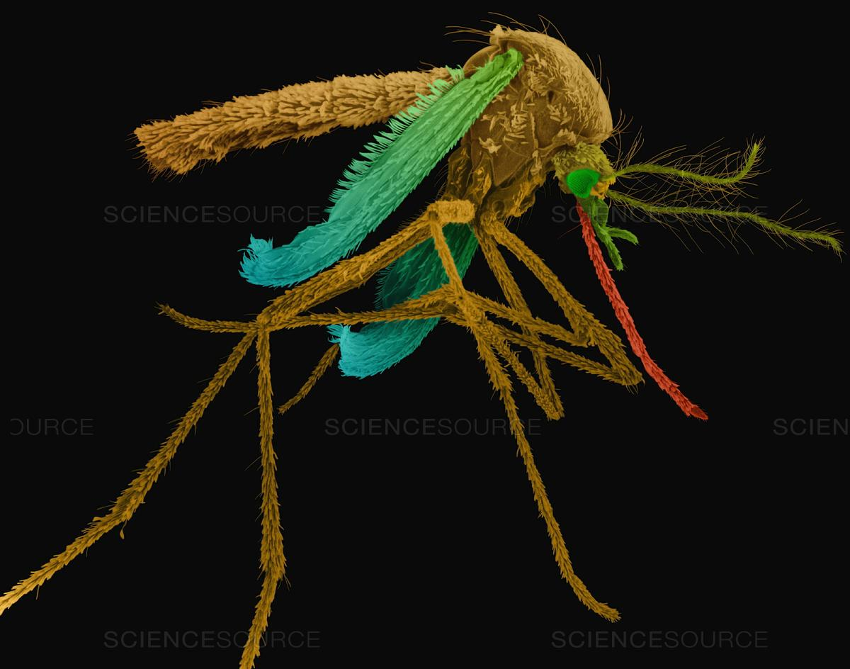 High Quality Mosquito Blank Meme Template