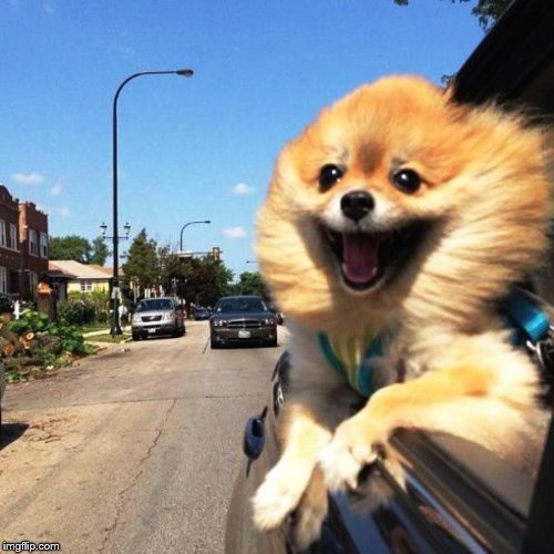 happy dog | image tagged in happy dog | made w/ Imgflip meme maker