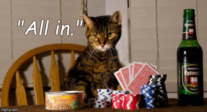 Poker Cat | "All in." | image tagged in poker cat | made w/ Imgflip meme maker