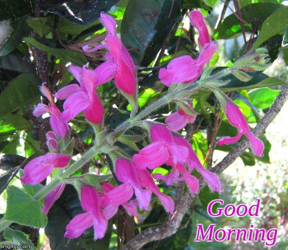 Good Morning | Good    
Morning | image tagged in memes,good morning,good morning flowers,flowers | made w/ Imgflip meme maker
