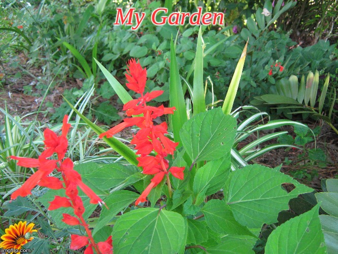 My Garden | My Garden | image tagged in memes,flowers,my garden | made w/ Imgflip meme maker