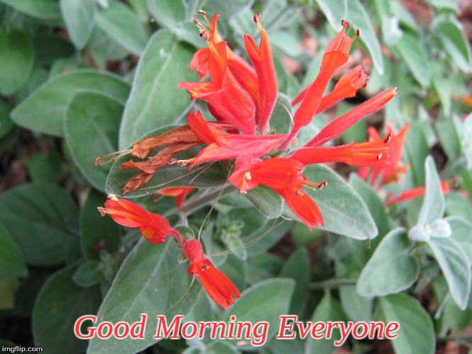 Good Morning Everyone | Good Morning Everyone | image tagged in memes,flowers,good morning,good morning flowers | made w/ Imgflip meme maker
