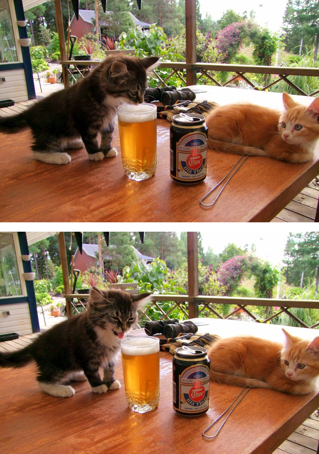 Cat licking beer Blank Meme Template