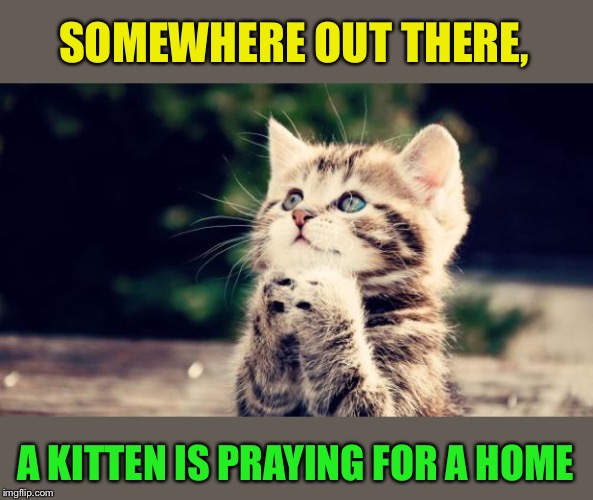 Cute kitten | SOMEWHERE OUT THERE, A KITTEN IS PRAYING FOR A HOME | image tagged in cute kitten | made w/ Imgflip meme maker