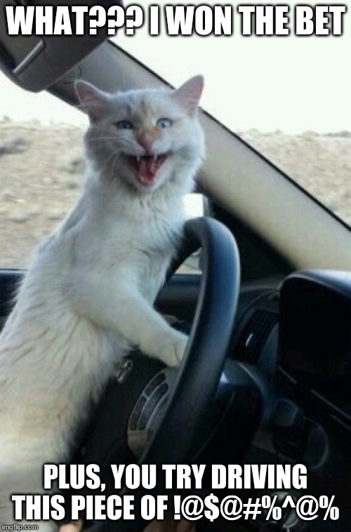 Cat Driving | WHAT??? I WON THE BET; PLUS, YOU TRY DRIVING THIS PIECE OF !@$@#%^@% | image tagged in cats,driving,bet,car | made w/ Imgflip meme maker