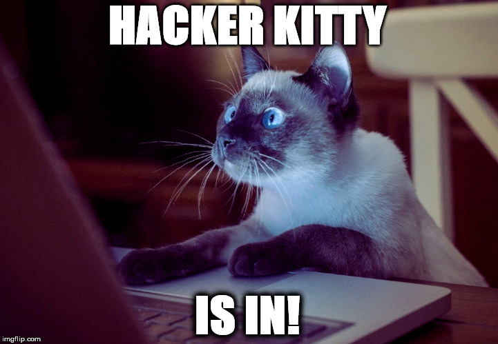  HACKER KITTY; IS IN! | image tagged in cat on computer | made w/ Imgflip meme maker