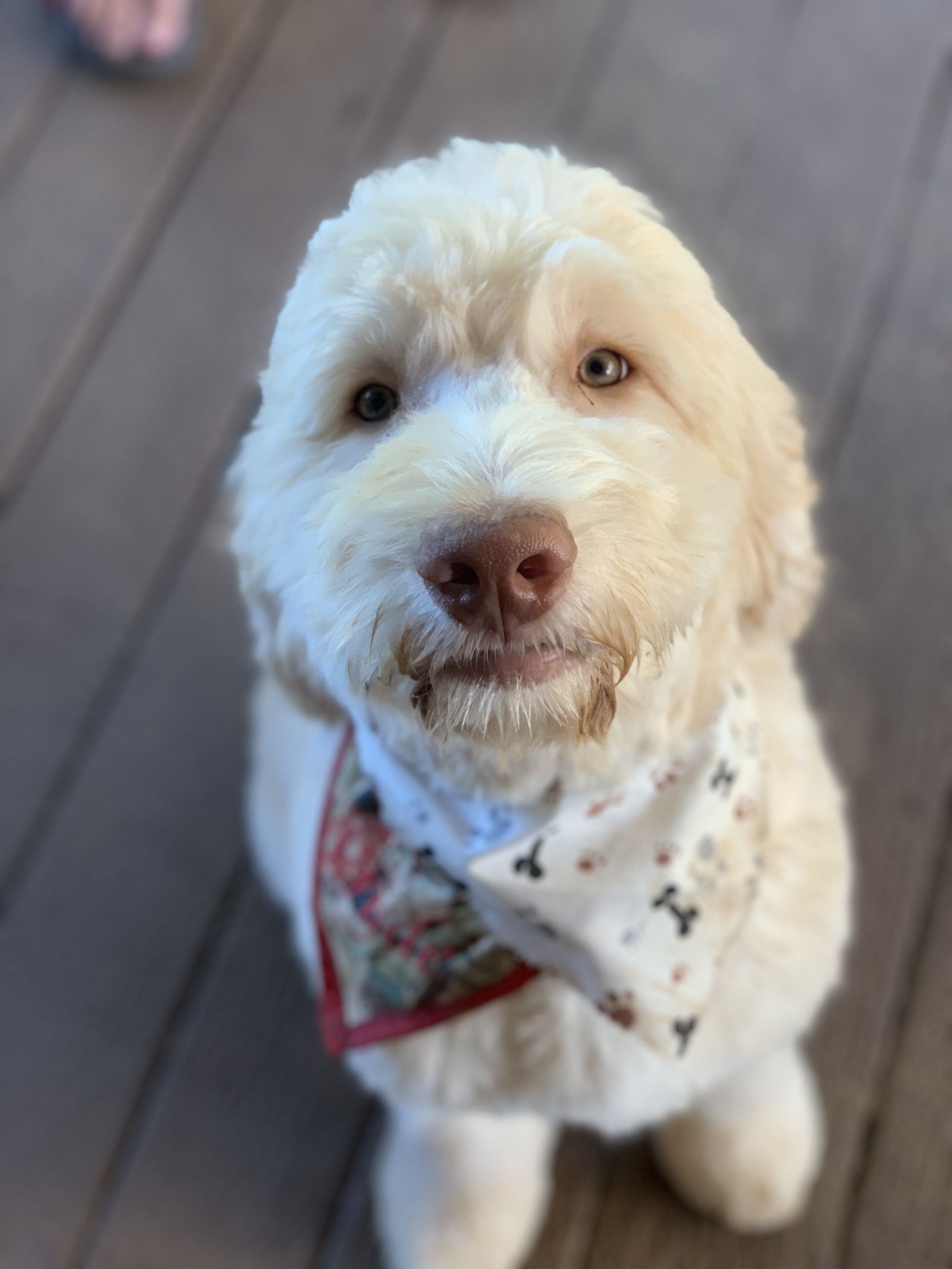 Goldendoodle love Blank Meme Template