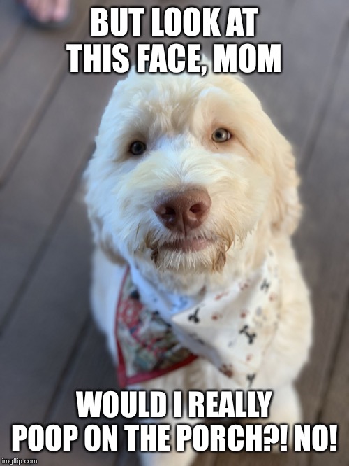Goldendoodle love | BUT LOOK AT THIS FACE, MOM; WOULD I REALLY POOP ON THE PORCH?! NO! | image tagged in goldendoodle love | made w/ Imgflip meme maker