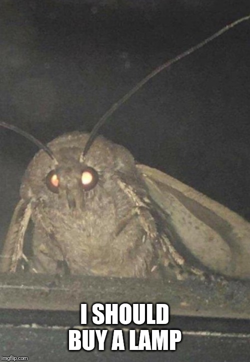 Moth | I SHOULD BUY A LAMP | image tagged in moth | made w/ Imgflip meme maker