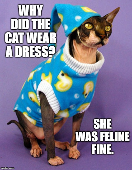 cat weat | WHY DID THE CAT WEAR A DRESS? SHE WAS FELINE FINE. | image tagged in cat | made w/ Imgflip meme maker