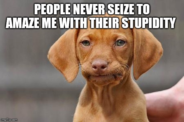 Dissapointed puppy | PEOPLE NEVER SEIZE TO AMAZE ME WITH THEIR STUPIDITY | image tagged in dissapointed puppy | made w/ Imgflip meme maker