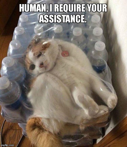 CAT STUCK IN BOTTLES | image tagged in cat | made w/ Imgflip meme maker