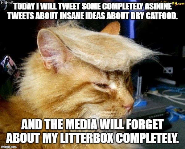 donald trump cat | TODAY I WILL TWEET SOME COMPLETELY ASININE TWEETS ABOUT INSANE IDEAS ABOUT DRY CATFOOD. AND THE MEDIA WILL FORGET ABOUT MY LITTERBOX COMPLETELY. | image tagged in donald trump cat | made w/ Imgflip meme maker