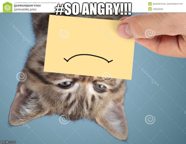 #SO ANGRY!!! | image tagged in cats | made w/ Imgflip meme maker