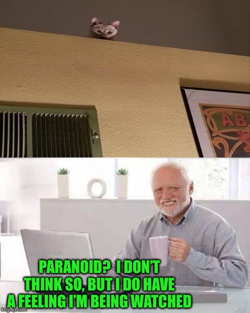 How’d he get up there? | PARANOID?  I DON’T THINK SO, BUT I DO HAVE A FEELING I’M BEING WATCHED | image tagged in hide the pain harold,cats,paranoid,memes,funny | made w/ Imgflip meme maker