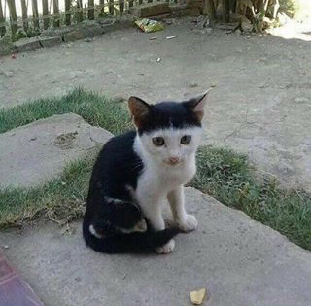 cat, bad hair day Blank Meme Template