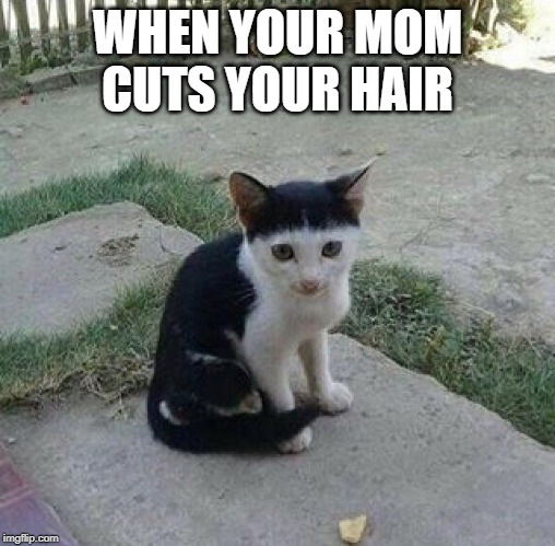 Bad hair day | WHEN YOUR MOM CUTS YOUR HAIR | image tagged in cat bad hair day | made w/ Imgflip meme maker