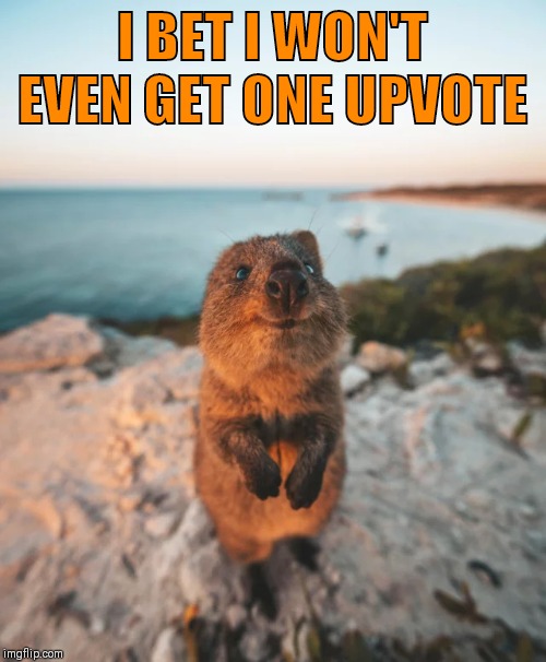 Cute Critter | I BET I WON'T EVEN GET ONE UPVOTE | image tagged in cute critter | made w/ Imgflip meme maker