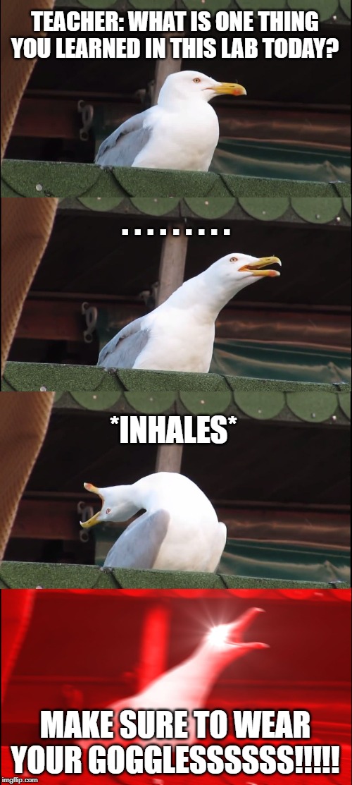 Inhaling Seagull | TEACHER: WHAT IS ONE THING YOU LEARNED IN THIS LAB TODAY? . . . . . . . . . *INHALES*; MAKE SURE TO WEAR YOUR GOGGLESSSSSS!!!!! | image tagged in memes,inhaling seagull | made w/ Imgflip meme maker
