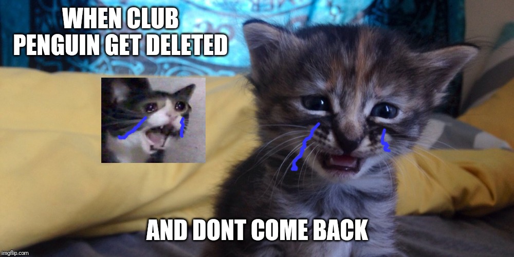 CRYING KITTEN | WHEN CLUB PENGUIN GET DELETED AND DONT COME BACK | image tagged in crying kitten | made w/ Imgflip meme maker